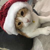 Tekir Kedi, Kedi  Efes fotoğrafı
