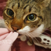 Tekir Kedi, Kedi  Kıpır fotoğrafı