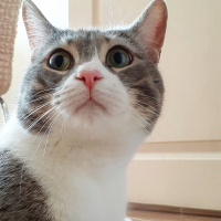 Tekir Kedi, Kedi  Pera fotoğrafı