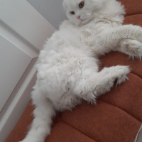 Scottish Fold, Kedi  Kaju fotoğrafı