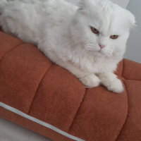 Scottish Fold, Kedi  Kaju fotoğrafı