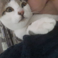 Tekir Kedi, Kedi  Hayruş fotoğrafı
