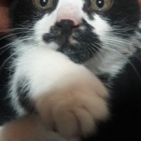 Tuxedo (Smokin) Kedi, Kedi  Dişsiz fotoğrafı