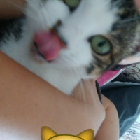 American Shorthair, Kedi  Arya fotoğrafı