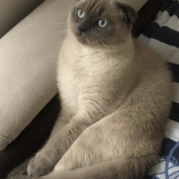 Scottish Fold, Kedi  Duman fotoğrafı