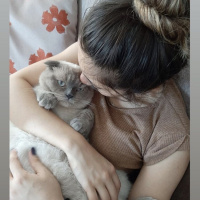 Scottish Fold, Kedi  Duman fotoğrafı