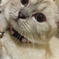 British Shorthair, Kedi  Şila fotoğrafı