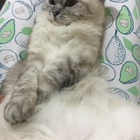 British Shorthair, Kedi  Şila fotoğrafı