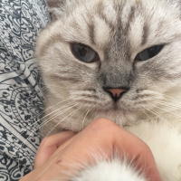 British Shorthair, Kedi  Şila fotoğrafı