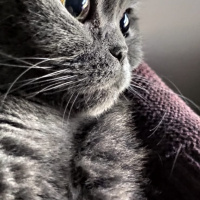Scottish Fold, Kedi  Nazlı fotoğrafı