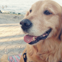 Golden Retriever, Köpek  Tarçın fotoğrafı