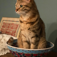Tekir Kedi, Kedi  Fanta fotoğrafı