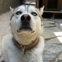 Sibirya Kurdu (Husky), Köpek  Cesur fotoğrafı