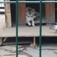 Sibirya Kurdu (Husky), Köpek  Cesur fotoğrafı