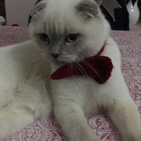 Scottish Fold, Kedi  SAKIZ fotoğrafı