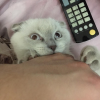 Scottish Fold, Kedi  SAKIZ fotoğrafı