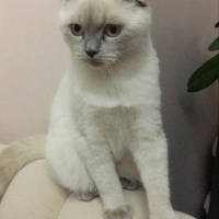 Scottish Fold, Kedi  SAKIZ fotoğrafı
