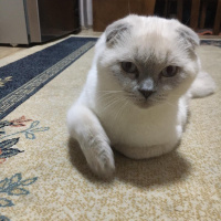Scottish Fold, Kedi  SAKIZ fotoğrafı