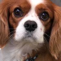 Cavalier King Charles Spanieli, Köpek  Aristoteles fotoğrafı