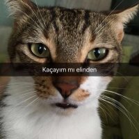 Tekir Kedi, Kedi  Miyad fotoğrafı