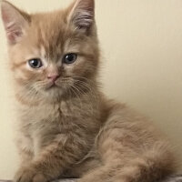 British Shorthair, Kedi  Leo fotoğrafı