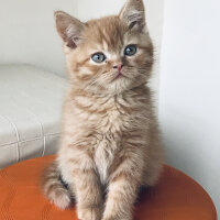 British Shorthair, Kedi  Leo fotoğrafı