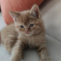 British Shorthair, Kedi  Leo fotoğrafı