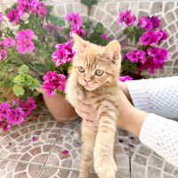 British Shorthair, Kedi  Leo fotoğrafı