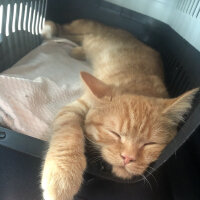 British Shorthair, Kedi  Leo fotoğrafı