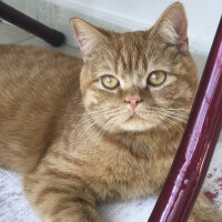 British Shorthair, Kedi  Leo fotoğrafı