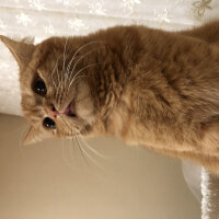 British Shorthair, Kedi  Leo fotoğrafı