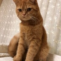 British Shorthair, Kedi  Leo fotoğrafı