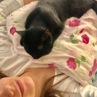 Bombay, Kedi  Mars fotoğrafı