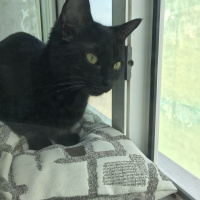 Bombay, Kedi  Mars fotoğrafı