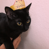 Bombay, Kedi  Mars fotoğrafı