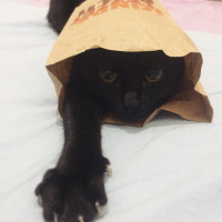 Bombay, Kedi  Mars fotoğrafı