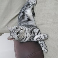 American Shorthair, Kedi  Mina fotoğrafı