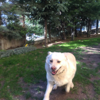 Golden Retriever, Köpek  Fıstık fotoğrafı