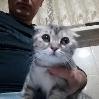 Scottish Fold, Kedi  gümüş fotoğrafı