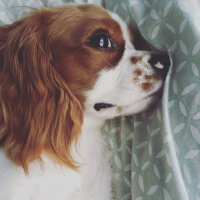 Cavalier King Charles Spanieli, Köpek  Efe fotoğrafı