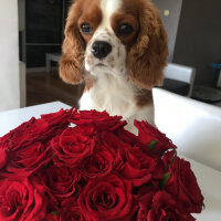 Cavalier King Charles Spanieli, Köpek  Efe fotoğrafı