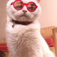 British Shorthair, Kedi  Şükrü fotoğrafı