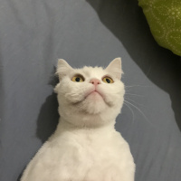 British Shorthair, Kedi  Şükrü fotoğrafı