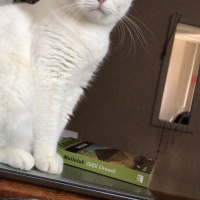 British Shorthair, Kedi  Şükrü fotoğrafı