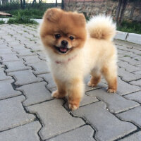 Pomeranyalı, Köpek  Boo fotoğrafı