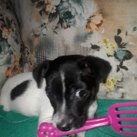 Jack Russell Terrier, Köpek  Shla fotoğrafı
