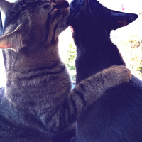 Tekir Kedi, Kedi  Simba fotoğrafı