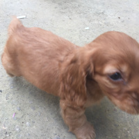 Amerikan Cocker Spaniel, Köpek  Tarçın fotoğrafı