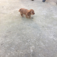 Amerikan Cocker Spaniel, Köpek  Tarçın fotoğrafı