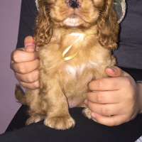 Amerikan Cocker Spaniel, Köpek  Tarçın fotoğrafı